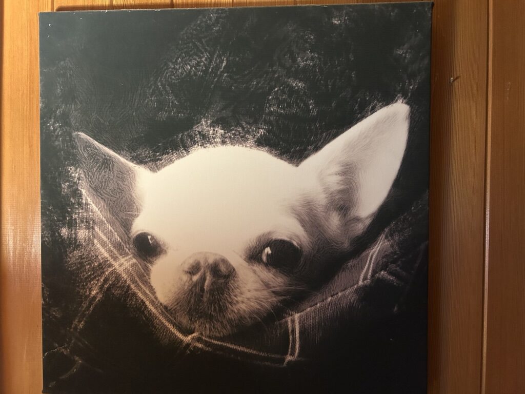 Зоопсихологи: весенняя депрессия у людей передается их кошкам и собакам