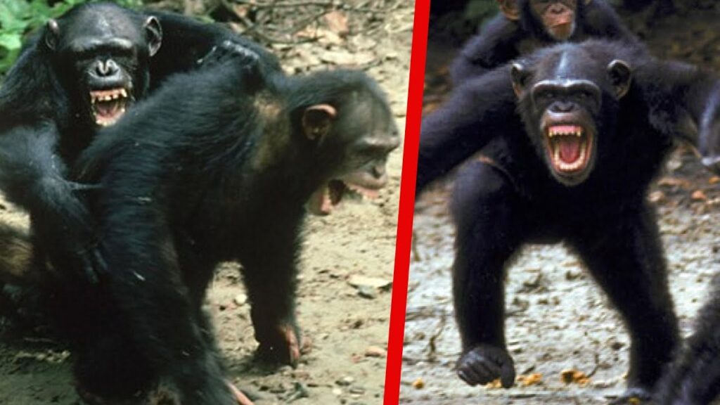 Все как у людей: ученые 10 лет наблюдали, как одна  семья шимпанзе разделилась на две, и они стали воевать друг с другом